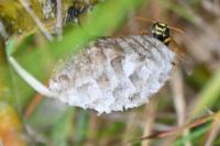 Polistes biglumis