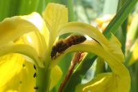 Apis mellifera