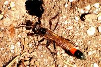 Ammophila sabulosa