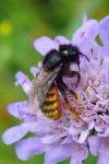 Osmia bicolor