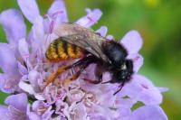 Osmia bicolor