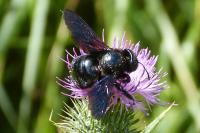 Xylocopa