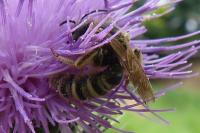 Halictus scabiosae