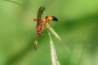 Lymantrichneumon disparis
