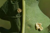 Neuroterus albipes