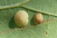 Neuroterus quercusbaccarum