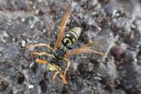Polistes dominula