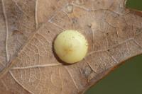 Neuroterus quercusbaccarum