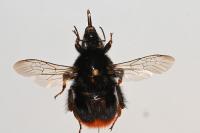 Bombus lapidarius