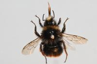 Bombus lapidarius