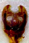Bombus rupestris