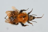 Bombus pascuorum