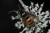 Vespula rufa
