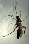 Amblyteles armatorius