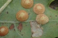 Neuroterus quercusbaccarum