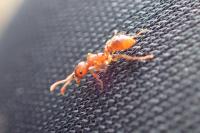 Myrmica