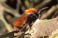 Andrena fulva