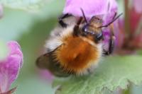 Bombus pascuorum