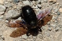 Xylocopa violacea