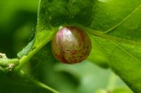 Cynips quercusfolii