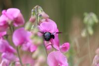 Xylocopa violacea