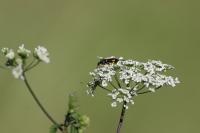 Macrophya
