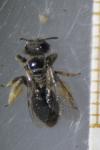 Panurgus calcaratus