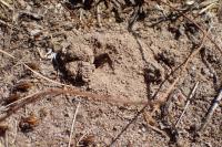 Panurgus calcaratus