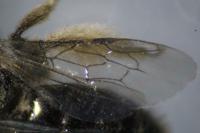Panurgus calcaratus