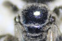 Panurgus calcaratus