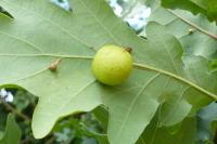 Cynips quercusfolii