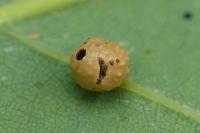 Cynips agama