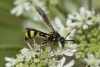 Eumenes coronatus