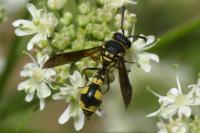 Eumenes coronatus