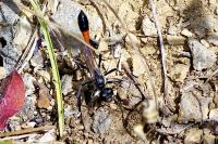 Ammophila sabulosa