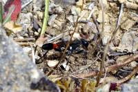 Ammophila sabulosa