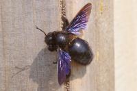 Xylocopa violacea