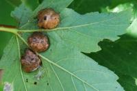 Pediaspis aceris