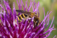 Halictus scabiosae
