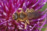Halictus scabiosae