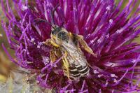 Halictus scabiosae