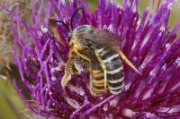 Halictus scabiosae