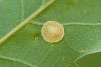 Neuroterus quercusbaccarum