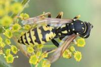 Polistes biglumis