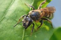 Halictus scabiosae