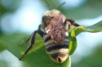 Halictus scabiosae