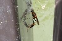 Sceliphron caementarium