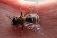 Andrena flavipes
