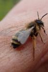 Andrena flavipes