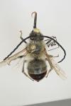 Eucera nigrescens